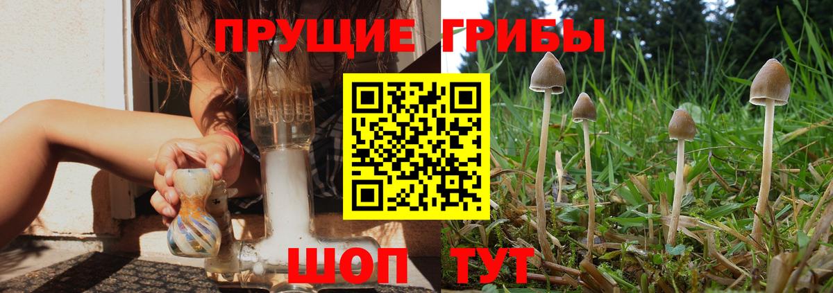Псилоцибиновые грибы GOLDEN TEACHER Всеволожск